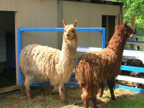 Two llamas stand near a blue fence in a grassy area, one with a light coat and the other with a darker, shaggy coat.