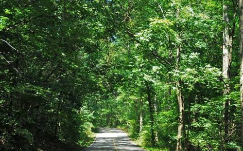A winding road surrounded by lush green trees, creating a serene and peaceful forest atmosphere.