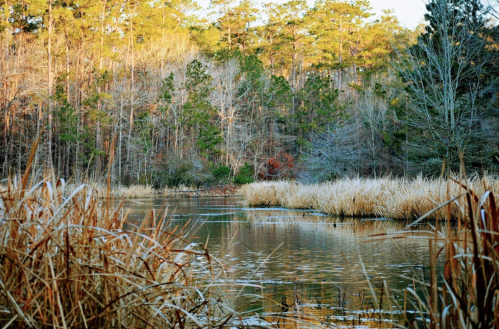 A serene river scene surrounded by tall grasses and trees, reflecting autumn colors in calm water.