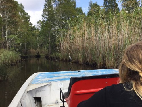 A boat navigating through a narrow waterway surrounded by tall grasses and trees, with a heron in the distance.