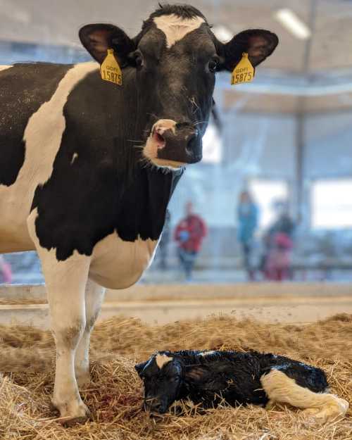 A black and white cow stands over a newborn calf lying on straw in a barn setting.