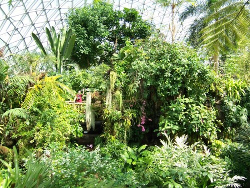 Lush tropical garden with diverse greenery, tall plants, and vibrant flowers under a glass dome.