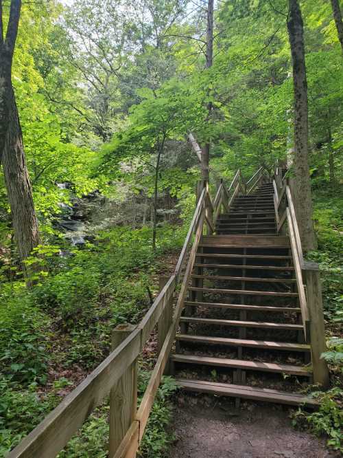 A wooden staircase leads up through a lush green forest, with trees and foliage surrounding a small stream.