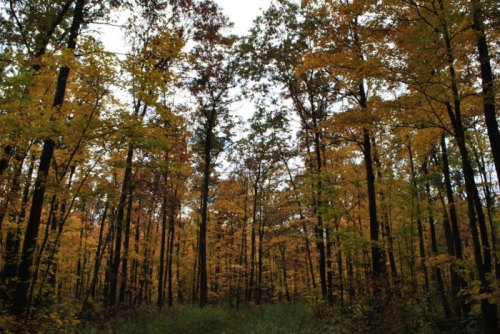 A forest scene with tall trees displaying vibrant autumn leaves in shades of yellow and orange.