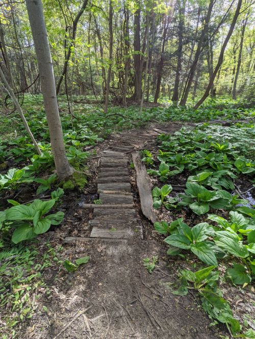 A narrow wooden path through lush green foliage in a serene forest setting.