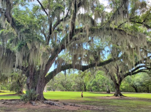 A person stands beneath large, moss-covered trees in a lush green park under a bright blue sky.