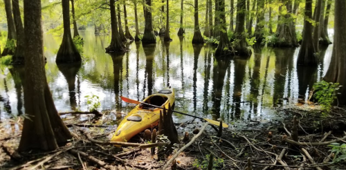 A yellow kayak rests on the shore of a calm, reflective lake surrounded by cypress trees and lush greenery.