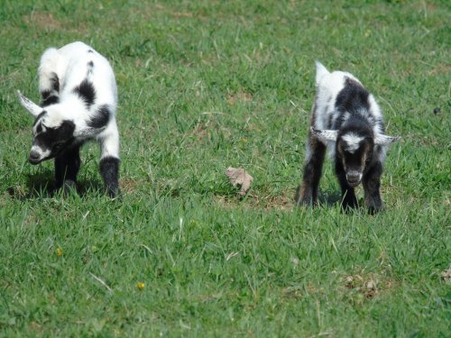 Two playful black and white goat kids frolic on green grass, exploring their surroundings.