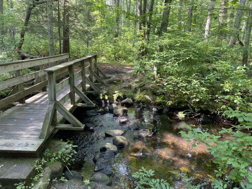 A wooden bridge over a small stream, surrounded by lush green trees and foliage in a serene forest setting.