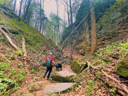 A person in a red jacket walks a dog along a rocky trail surrounded by trees and fallen branches.
