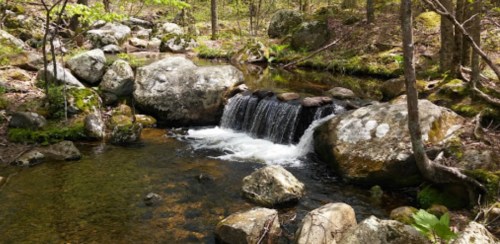 A serene stream flows over rocks in a lush forest, surrounded by greenery and sunlight filtering through the trees.
