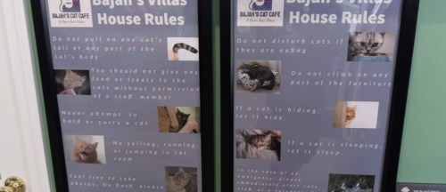 Two signs listing house rules for a cat café, including guidelines on interacting with cats and behavior expectations.