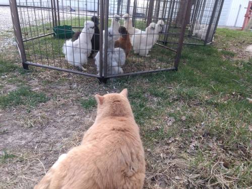 A ginger cat sits on the grass, watching a group of fluffy chickens inside a wire enclosure.