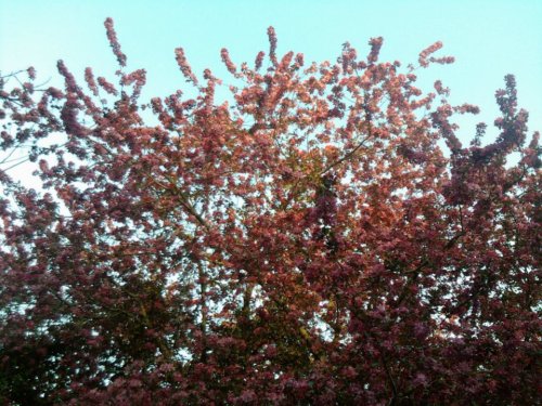 A vibrant tree covered in pink blossoms against a clear blue sky.