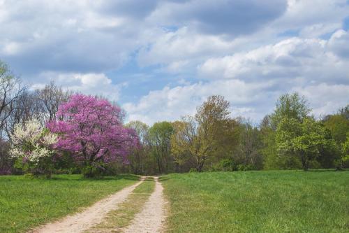 A dirt path winds through a green field, flanked by blooming pink and white trees under a cloudy sky.