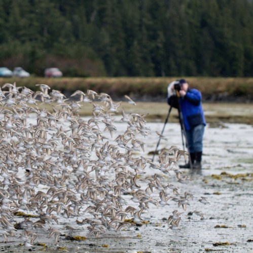 A flock of small birds takes flight over a wetland, while a person observes nearby, capturing the scene.