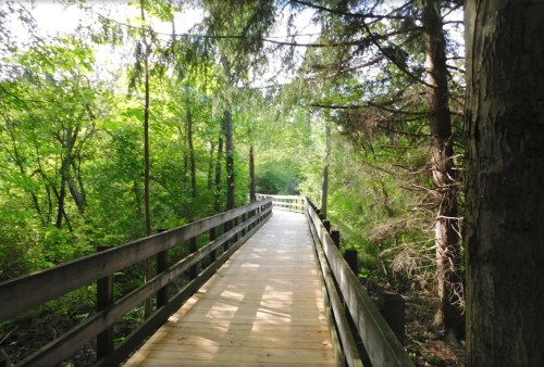 A wooden boardwalk winding through a lush green forest, surrounded by trees and dappled sunlight.