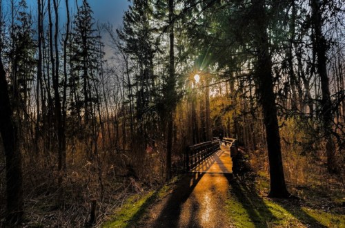 A sunlit path through a forest, leading to a wooden bridge surrounded by trees and soft shadows.