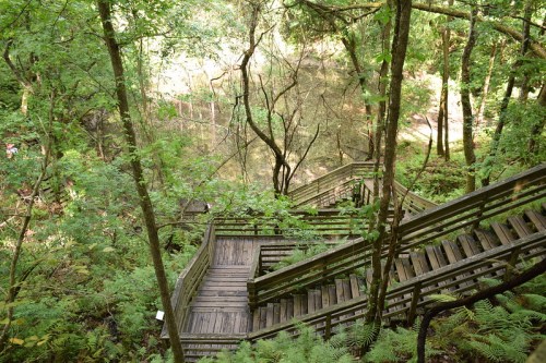 A winding wooden staircase surrounded by lush greenery and trees, leading down to a serene natural area.