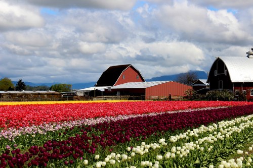 A vibrant field of tulips in various colors with barns and cloudy skies in the background.