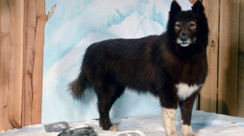A dark-furred dog with a white chest stands on a snowy surface, set against a painted winter backdrop.