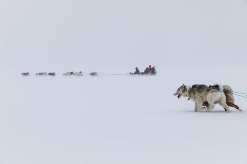 A team of sled dogs pulls a sled through a snowy landscape, with a person riding in the sled. Visibility is low.