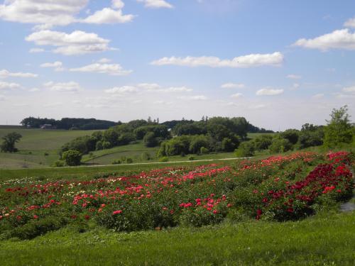A vibrant field of flowers in bloom, with rolling hills and a blue sky dotted with fluffy clouds in the background.