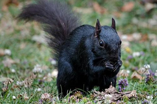 A black squirrel stands on grass, holding a nut, surrounded by small flowers and fallen leaves.