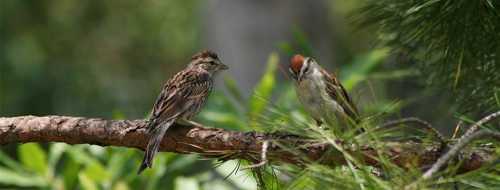 Two small birds perched on a branch surrounded by green foliage.