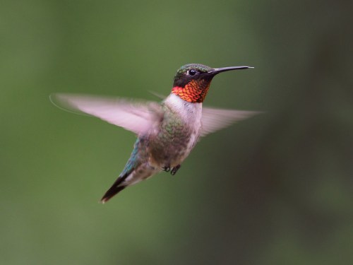 A hummingbird with iridescent feathers hovers in mid-air, wings blurred from rapid movement against a green background.