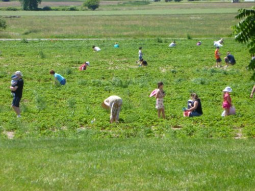 People of all ages picking strawberries in a lush green field on a sunny day.