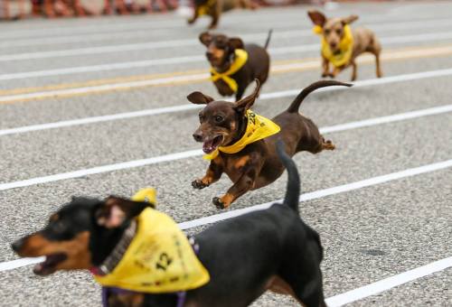A group of dachshunds in yellow bandanas races down a track, showcasing their speed and excitement.