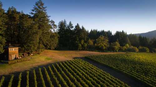 Aerial view of a vineyard with rows of grapevines, surrounded by trees and a small building in the background.