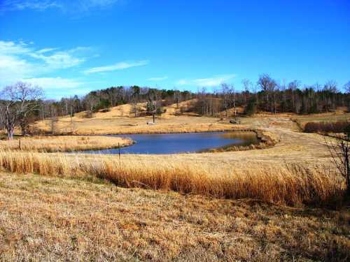 A serene landscape featuring a pond surrounded by dry grass and trees under a clear blue sky.