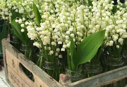 A wooden crate filled with glass jars of delicate white lily of the valley flowers and green leaves.