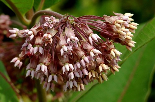 Cluster of pink and cream flowers with tubular shapes, surrounded by green leaves.