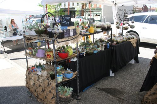 A market stall displaying various potted plants and decorative items under a white tent.