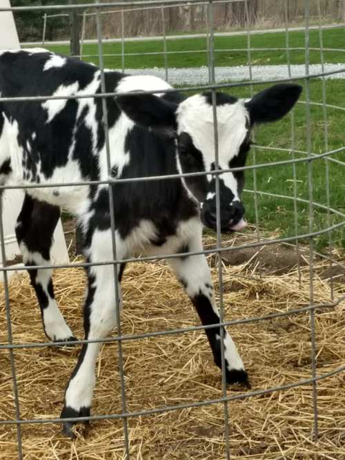A black and white calf stands inside a fenced area, surrounded by straw and grass.