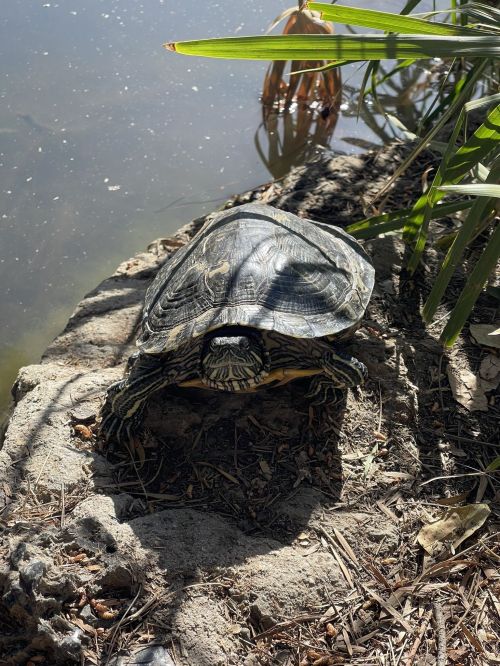 A turtle resting on a rocky bank near a calm body of water, surrounded by greenery.