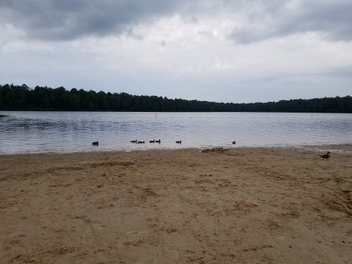 A sandy beach by a calm lake, with several ducks swimming near the shore under a cloudy sky.