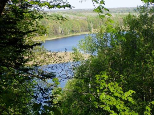 A serene view of a river winding through lush green trees and foliage under a clear blue sky.