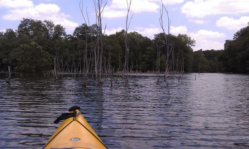 A yellow kayak on calm water, surrounded by tall, bare trees and lush greenery under a partly cloudy sky.