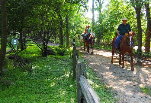 Two people riding horses along a dirt path in a lush, green forested area.
