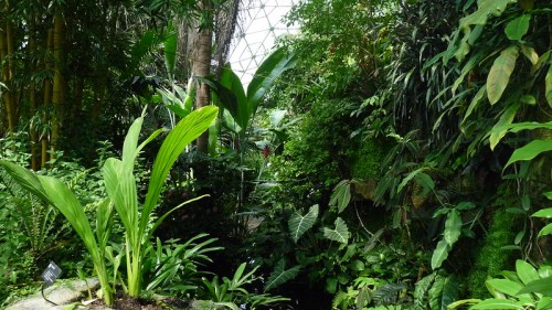 Lush green plants and trees in a tropical garden with a geometric glass structure in the background.