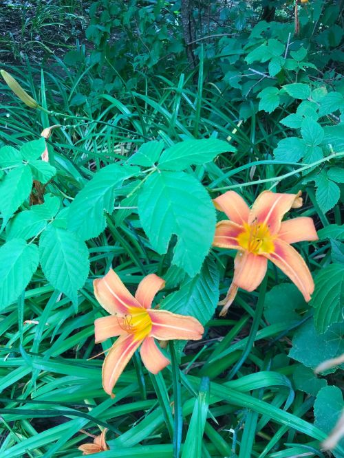 Two orange lilies bloom among lush green leaves in a garden setting.