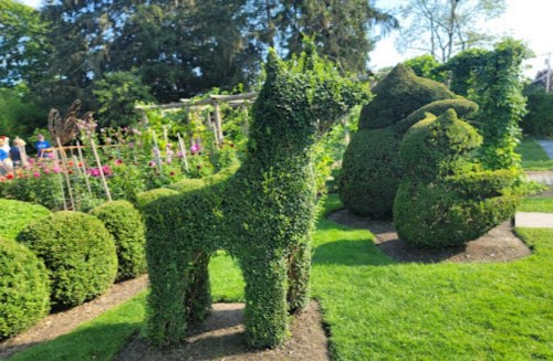 A topiary sculpture of a dog surrounded by neatly trimmed bushes in a garden setting.