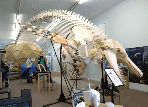 A large whale skeleton displayed in a museum, with informational panels and a geodesic dome in the background.