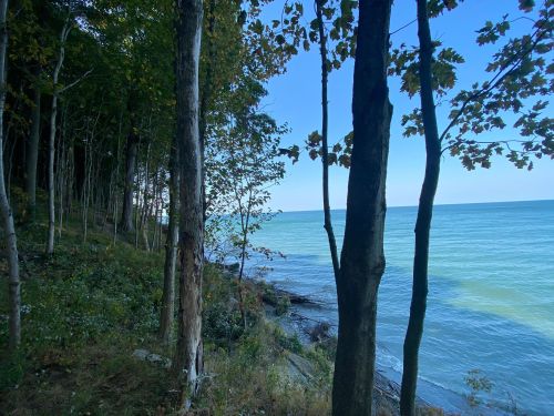 A serene lakeside view with trees lining the shore and calm blue water under a clear sky.