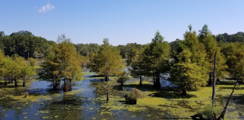 A serene wetland scene with cypress trees surrounded by water and green vegetation under a clear blue sky.