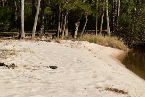 A sandy riverbank surrounded by trees and tall grass, with a calm water edge in the background.